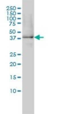 Western Blot: XAB1 Antibody (3E1) [H00011321-M01]