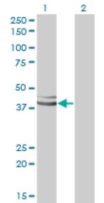 Western Blot: XAB1 Antibody (3E1) [H00011321-M01]
