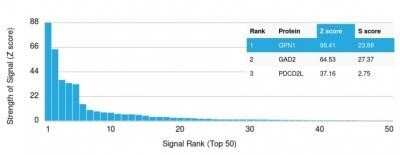 Protein Array: XAB1 Antibody (GPN1/2350)Azide and BSA Free [NBP2-75783]