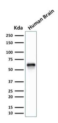 Western Blot: XAB1 Antibody (GPN1/2350)Azide and BSA Free [NBP2-75783]