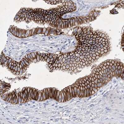 Immunohistochemistry-Paraffin: XAB1 Antibody [NBP1-90072]