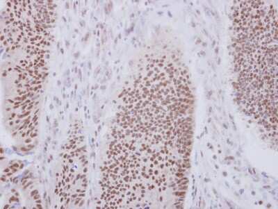 Immunohistochemistry-Paraffin: XAB2 Antibody [NBP2-20916]