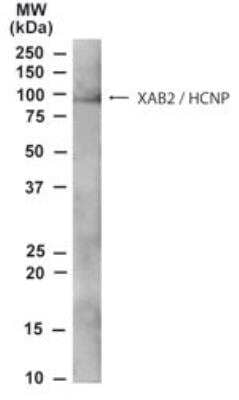 Western Blot: XAB2 Antibody [NB100-794]