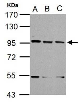 Western Blot: XAB2 Antibody [NBP2-20916]