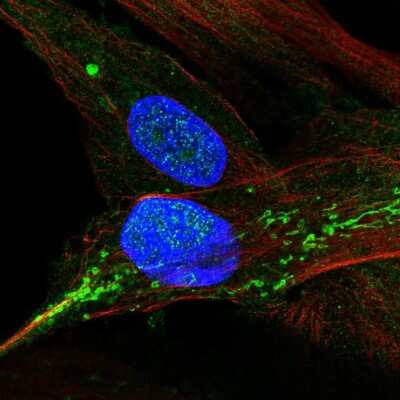 Immunocytochemistry/ Immunofluorescence: XAF1 Antibody [NBP2-49253]