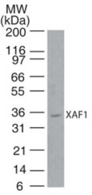 Western Blot: XAF1 Antibody [NB100-56355]