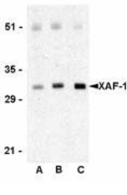 Western Blot: XAF1 AntibodyBSA Free [NBP1-76615]