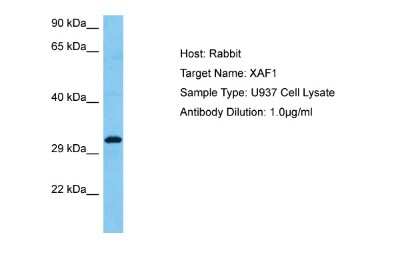 Western Blot: XAF1 Antibody [NBP2-88596]