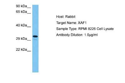 Western Blot: XAF1 Antibody [NBP2-88597]