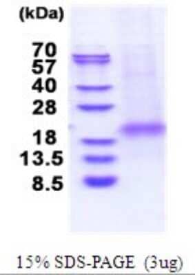 SDS-PAGE: Recombinant Human XAF1 His Protein [NBP2-51691]