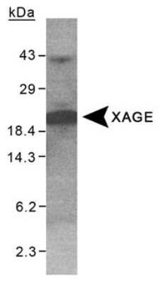 Western Blot: XAGE1 Antibody [NB100-262]