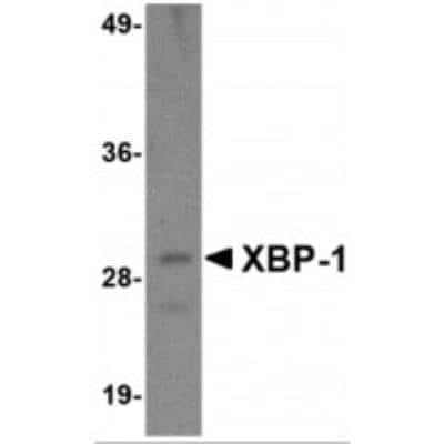 Western Blot: XBP1 Antibody (3H1G4)BSA Free [NBP1-75514]