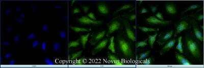 Immunocytochemistry/ Immunofluorescence: XBP1 Antibody - BSA Free [NBP1-77681]