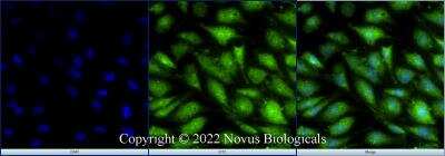 Immunocytochemistry/ Immunofluorescence: XBP1 Antibody - BSA Free [NBP1-77681]