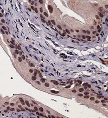 Immunohistochemistry: XBP1 Antibody - BSA Free [NBP1-77681]