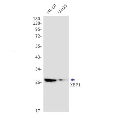 Western Blot: XBP1 Antibody (S04-3E2) [NBP3-19927]