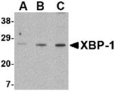 Western Blot: XBP1 AntibodyBSA Free [NBP1-77252]