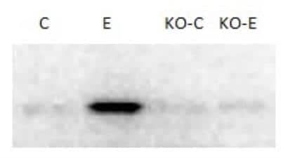 Western Blot: XBP1 AntibodyBSA Free [NBP1-77252]