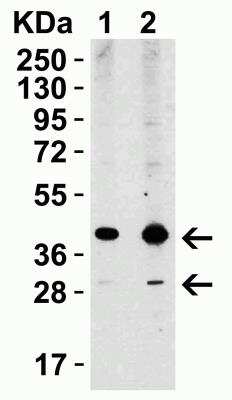 Western Blot: XBP1 AntibodyBSA Free [NBP1-77253]