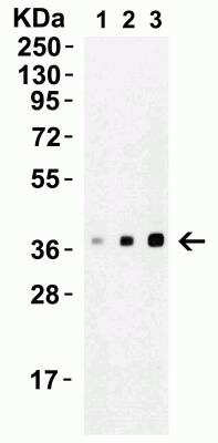 Western Blot: XBP1 AntibodyBSA Free [NBP1-77253]