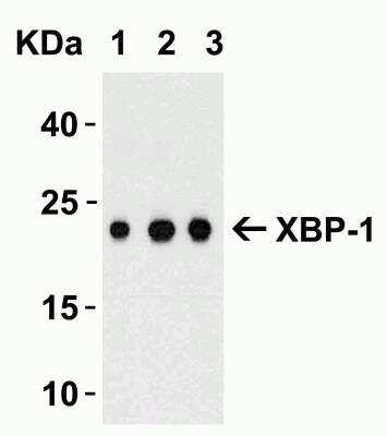 Western Blot: XBP1 AntibodyBSA Free [NBP1-77253]