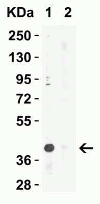 Western Blot: XBP1 AntibodyBSA Free [NBP1-77253]