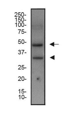 Western Blot: XBP1 AntibodyBSA Free [NBP1-77681]