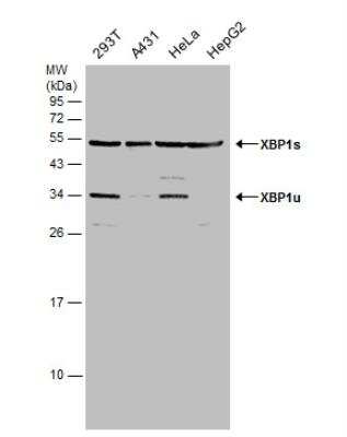 Western Blot: XBP1 Antibody [NBP2-20917]