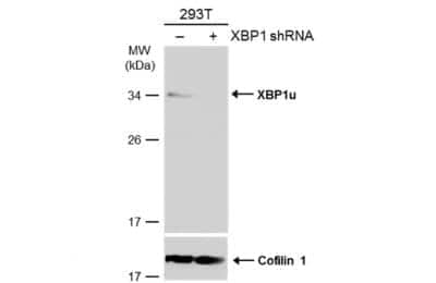 Western Blot: XBP1 Antibody [NBP2-20917]