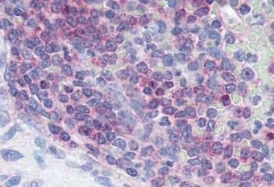 Immunohistochemistry-Paraffin: XCR1/CCXCR1 Antibody - BSA Free [NBP1-02343]