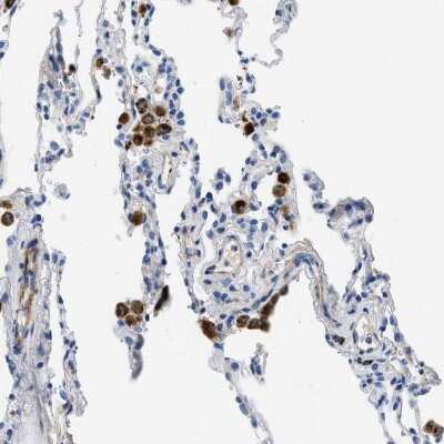 Immunohistochemistry-Paraffin: XCR1/CCXCR1 Antibody [NBP1-88143]