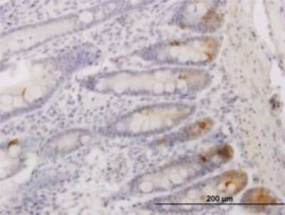 Immunohistochemistry-Paraffin: XE7 Antibody (2G8) [H00008227-M02]
