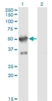 Western Blot: XE7 Antibody (2G8) [H00008227-M02]