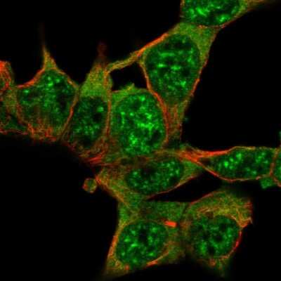 Immunocytochemistry/ Immunofluorescence: XE7 Antibody [NBP2-56088]