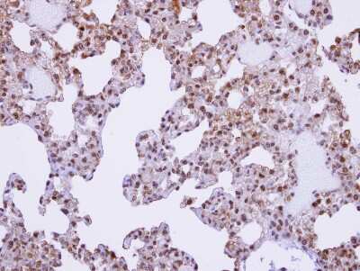 Immunohistochemistry-Paraffin: XE7 Antibody [NBP1-32138]