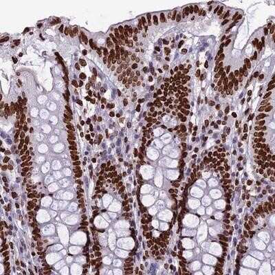Immunohistochemistry-Paraffin: XE7 Antibody [NBP1-92599]