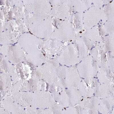 Immunohistochemistry-Paraffin: XE7 Antibody [NBP1-92599]