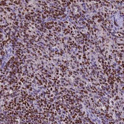 Immunohistochemistry-Paraffin: XE7 Antibody [NBP1-92599]