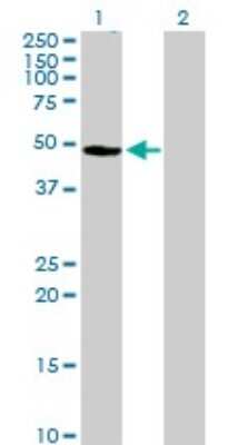 Western Blot: XE7 Antibody [H00008227-B01P]