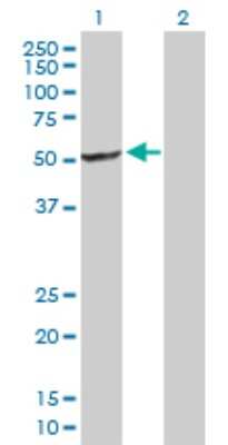 Western Blot: XE7 Antibody [H00008227-D01P]