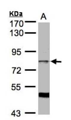 Western Blot: XE7 Antibody [NBP1-32138]