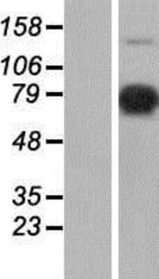 Western Blot: XE7 Overexpression Lysate [NBP2-10524]