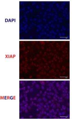 Immunocytochemistry/ Immunofluorescence: XIAP Antibody [NB100-56183]