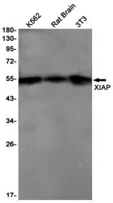 Western Blot: XIAP Antibody (S02-9A3) [NBP3-15111]