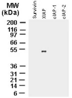 Western Blot: XIAP Antibody [NB100-56183]