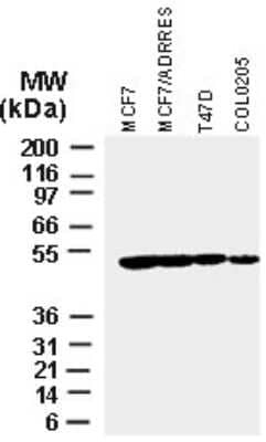 Western Blot: XIAP Antibody [NB100-56183]