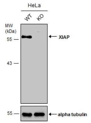 Knockout Validated: XIAP Antibody [NBP2-20918]