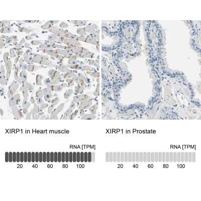 Immunohistochemistry-Paraffin: XIRP1 Antibody [NBP1-85529]