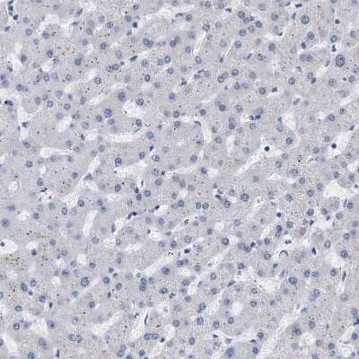 Immunohistochemistry-Paraffin: XIRP1 Antibody [NBP1-85530]