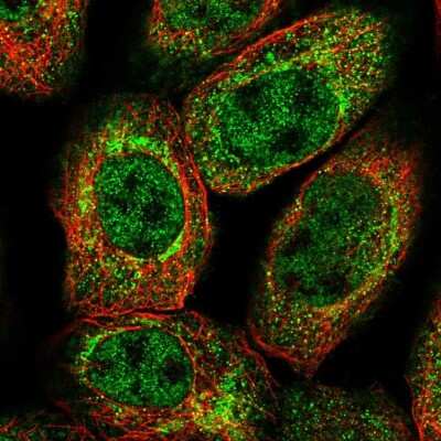 Immunocytochemistry/ Immunofluorescence: XK X-linked Kx blood group Antibody [NBP1-87828]